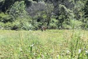 Farming next to the near invisible electric fence.