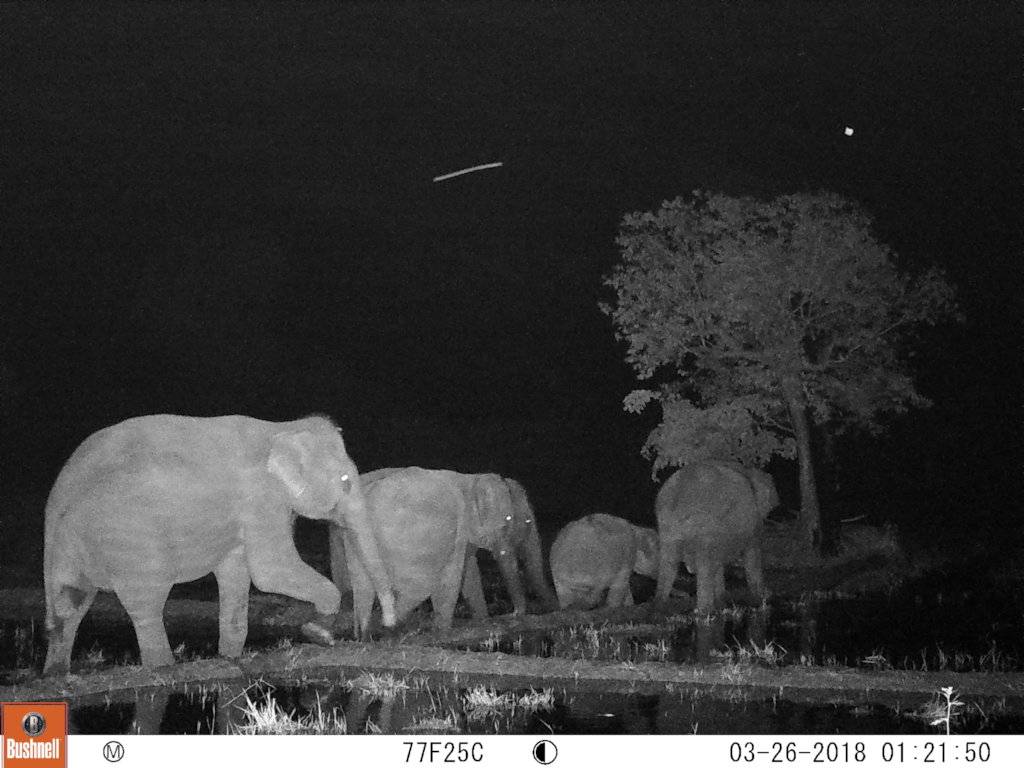 Investing in Communities to Conserve Elephants