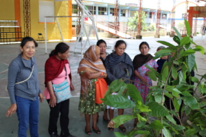 Recibiendo las plantas de cacao