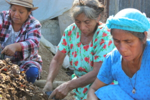 Trabajando en el vivero de cacao