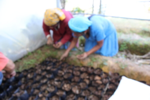 Colocando las semillas de cacao