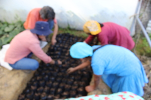 sembrado en el vivero de cacao