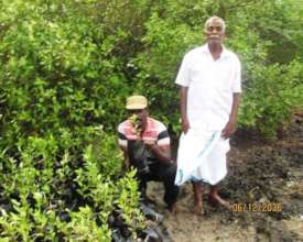 Mangrove Nursery