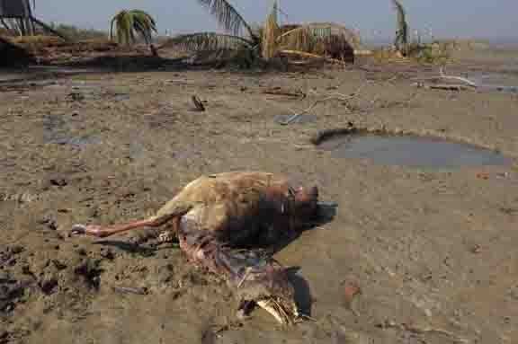 Help Cyclone-affected Coastal Communities