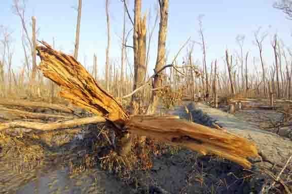Help Cyclone-affected Coastal Communities