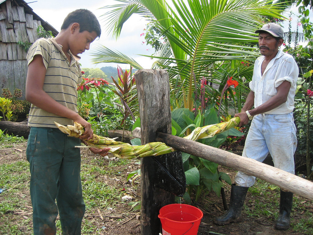 Restoring Forests and Nourishing Communities