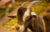 Buy a Goat, Feed a Family