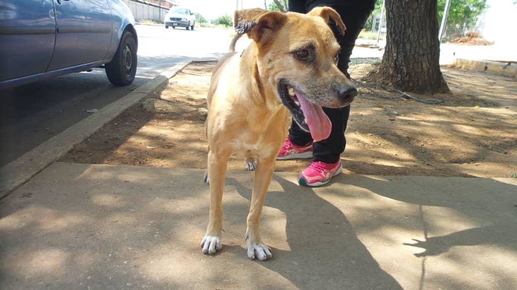 Help us stop cancerous tumours in Venezuelan dogs