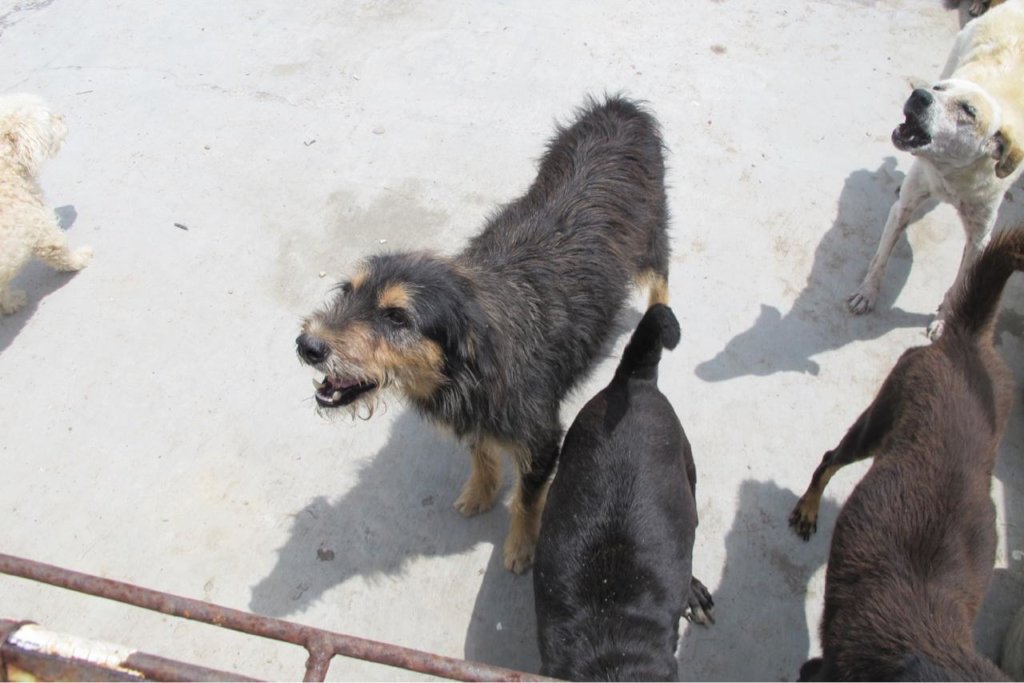 Help us stop cancerous tumours in Venezuelan dogs