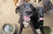 Help us stop cancerous tumours in Venezuelan dogs
