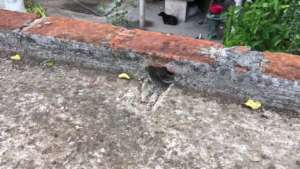 Cleaning the roof for better water quality
