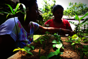 3D model of their future agrofrestry plot