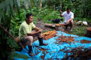 Local farmers working on the ayahuasca harvest.
