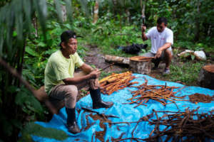 Local farmers working on the ayahuasca harvest.