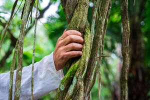 A sample of the baanis caapi (ayahuasca vine).