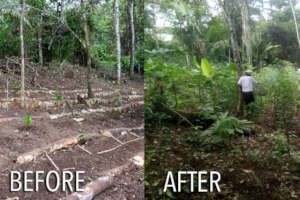Before & After lockdown in the agroforetry system