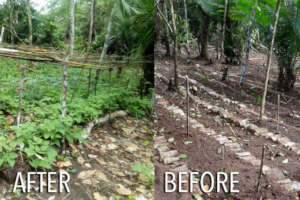 Before & After lockdown in the agroforetry system