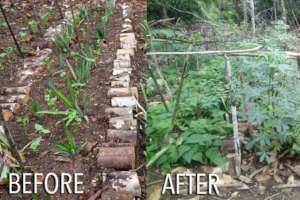 Before & After lockdown in the agroforestry system