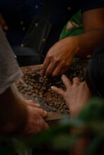 Native stingless bees