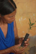 Seedling delivery in San Roque