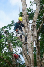 High-altitude pruning