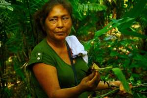 harvesting medicinal plants