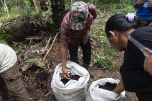 Making organic fertilizers...