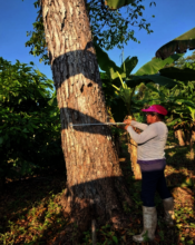 Mariluz measuring and registering a Mahagony tree