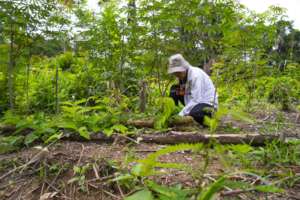 Agroforestry expert Silvia in the 'chacra'