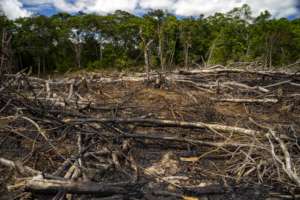 Site of a slash-and-burn technique