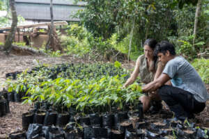 Chaikunis own rainforest plant nursery