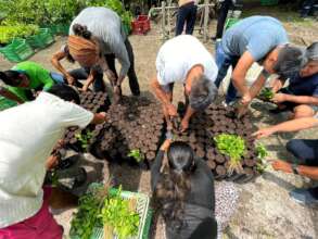 Preparing seedlings properly