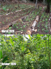 The 'agrofloresta', before and after