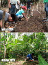 The 'agrofloresta', before and after