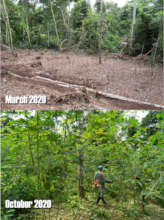 The 'agrofloresta', before and after