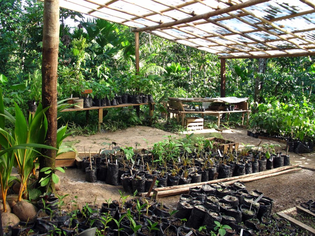 Ayni, Regenerative Food Forest in the Amazon