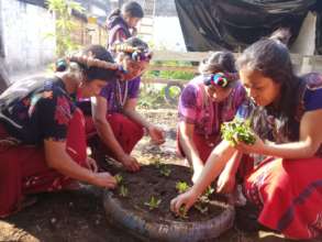 Planting nutritious herbs