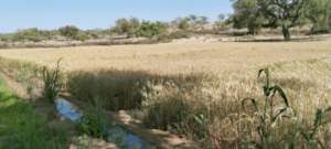 Crop of Wheat is Ready to Harvest