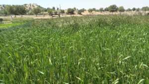Green Farm