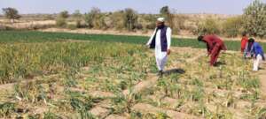 Green Farm in the Desert