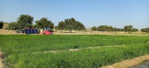 Lush Green Field in Thar