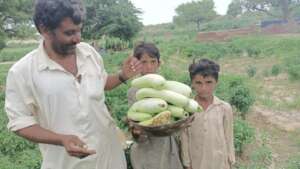 Vegetables From The Green Farms