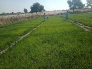 Green Farm in the Desert