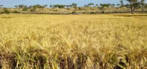 Beautiful View of Field of Wheat