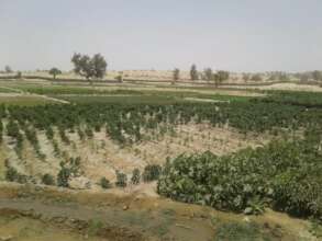 Green Farm in the Desert