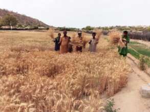 People of Thar Harvesting Wheat
