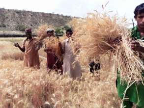 People of Thar are Happy as they Harvest Wheat