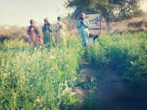 Green Farm in the Desert