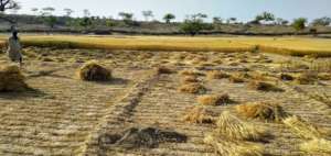 An Old Man Looking at his Wheat Crop