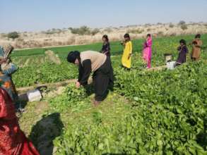 vegetables from green farms